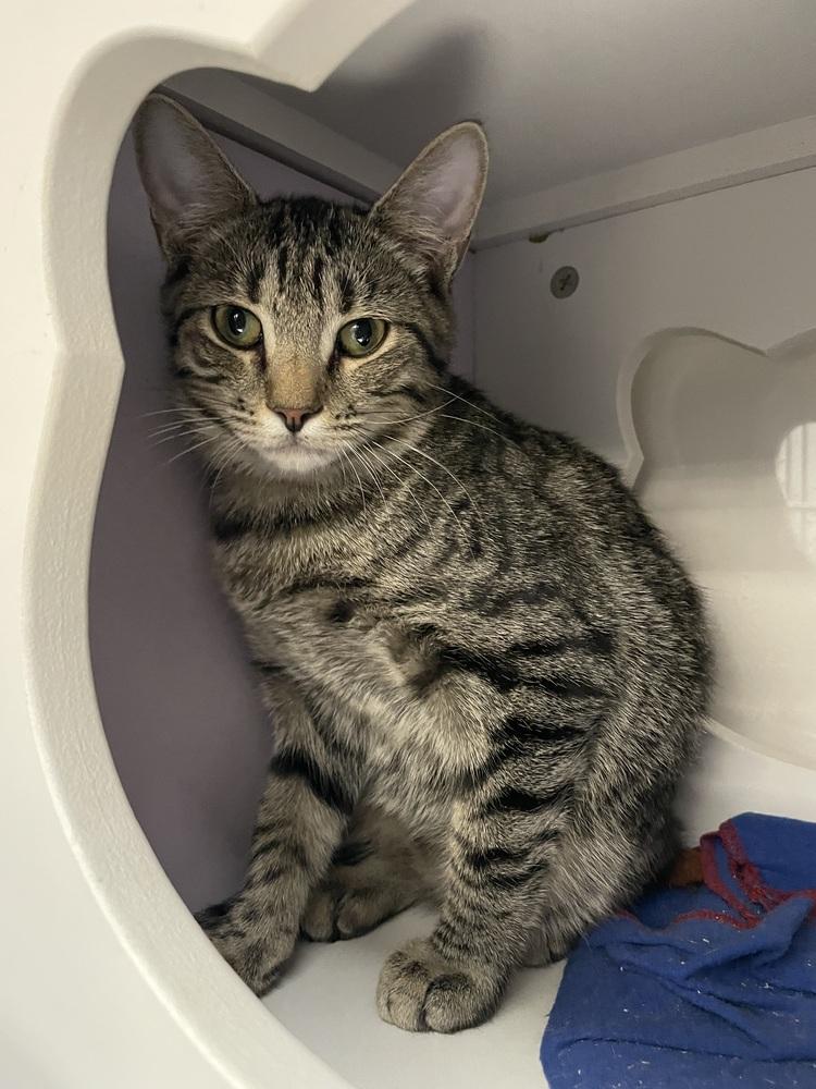 Enlarge Gator 2, a Adoptable Domestic Short Hair in Orlando, FL image 3/6