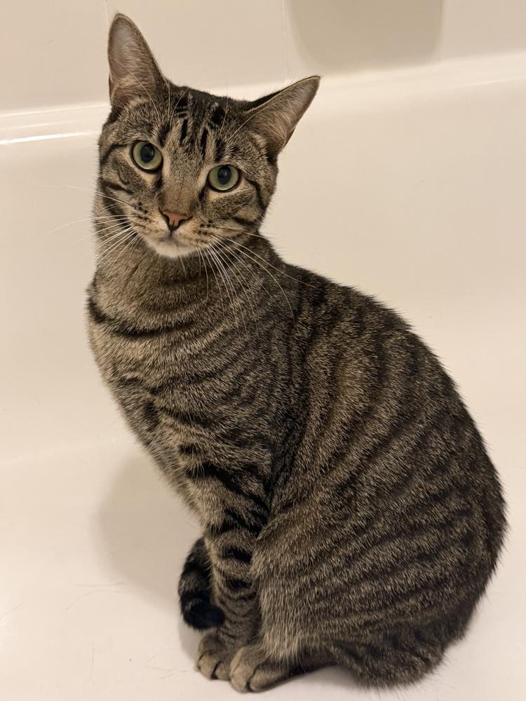 Enlarge Gator 2, a Adoptable Domestic Short Hair in Orlando, FL image 4/6