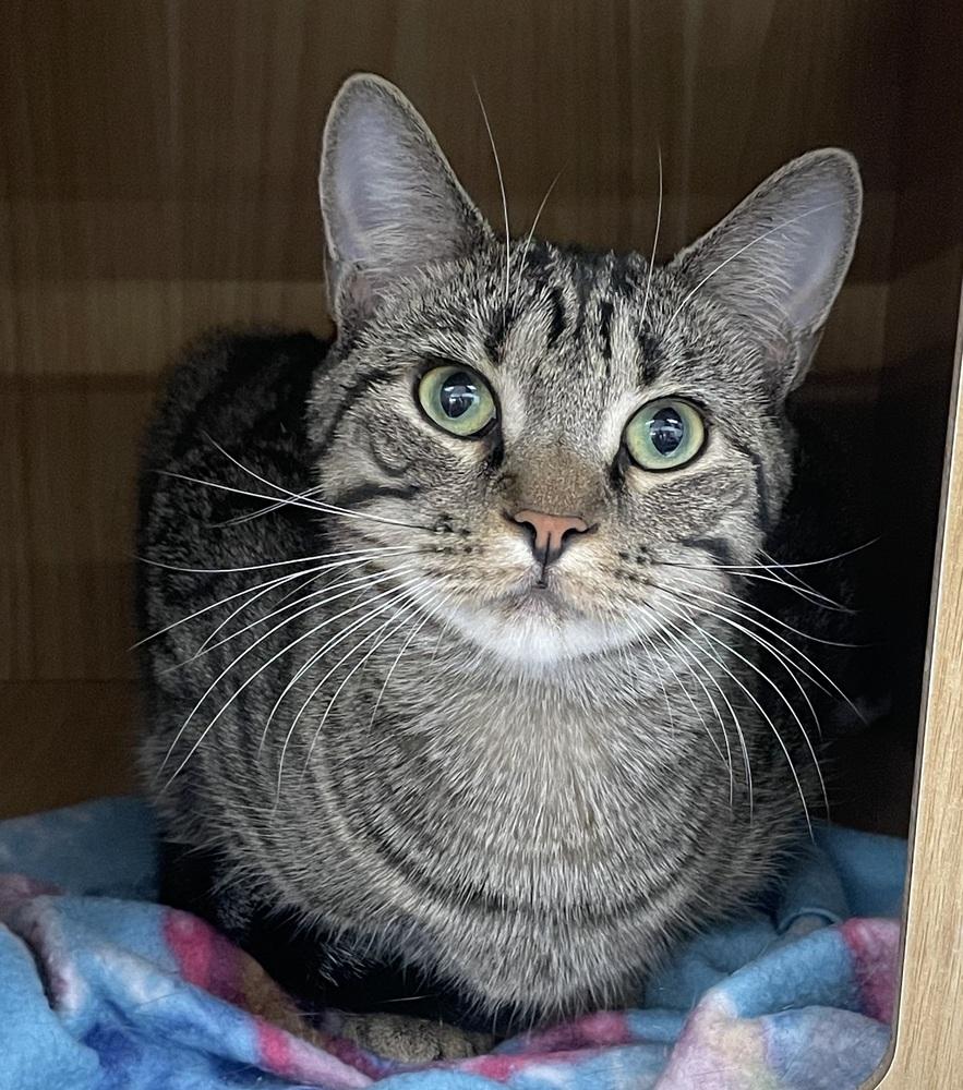 Enlarge Gator 2, a Adoptable Domestic Short Hair in Orlando, FL image 4/6