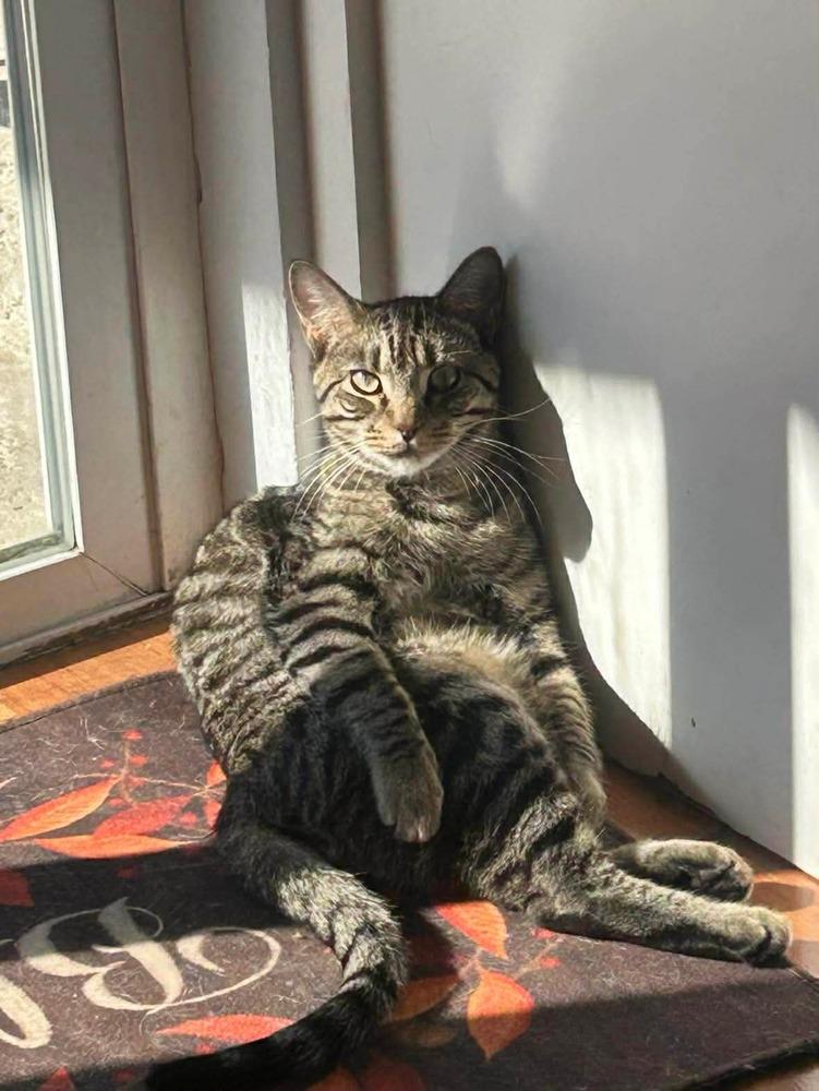 Enlarge Gator 2, a Adoptable Domestic Short Hair in Orlando, FL image 5/6