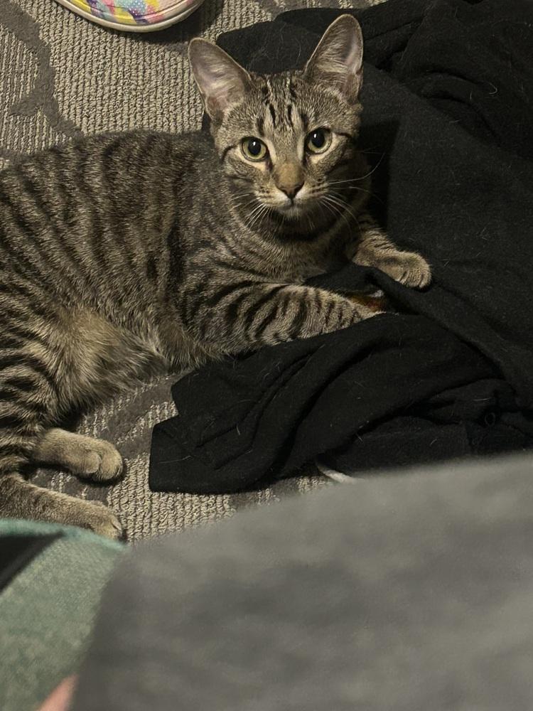 Enlarge Gator 2, a Adoptable Domestic Short Hair in Orlando, FL image 5/6