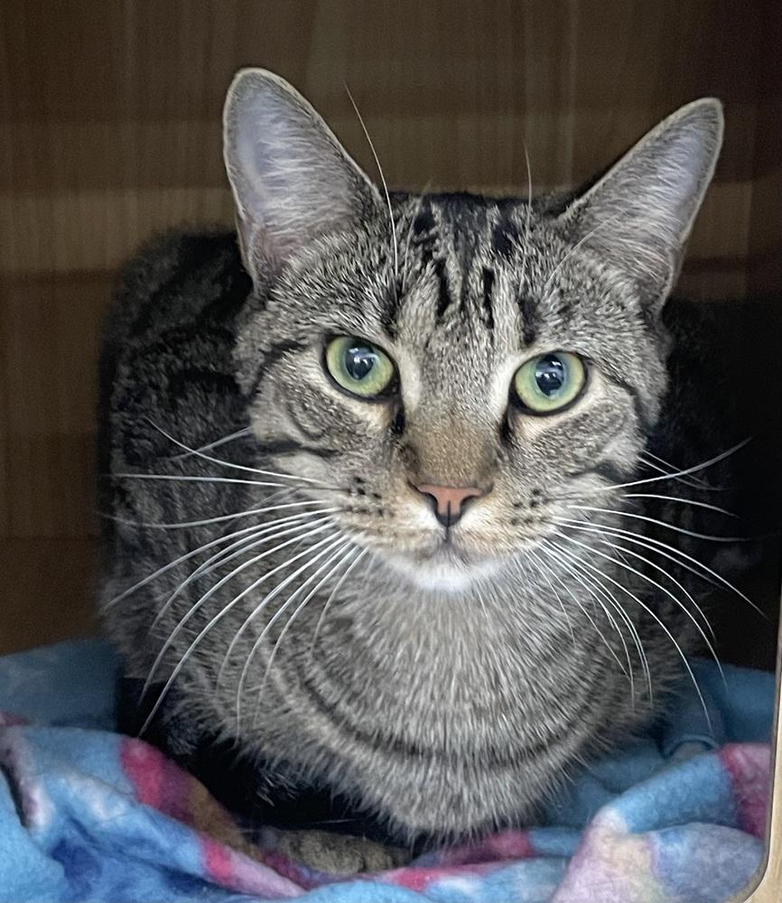 Enlarge Gator 2, a Adoptable Domestic Short Hair in Orlando, FL image 6/6