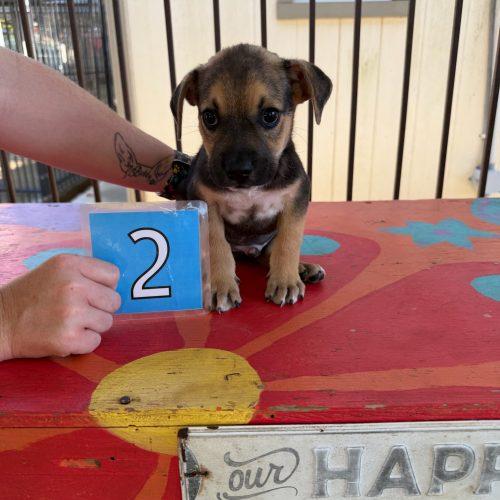 Enlarge Pop, a Adoptable mixed breed in Bellmawr, NJ image 1/1