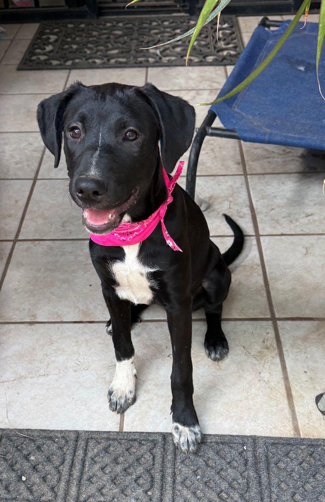 Molly, a ADOPTABLE mixed breed in Sherwood, OR image 3/6