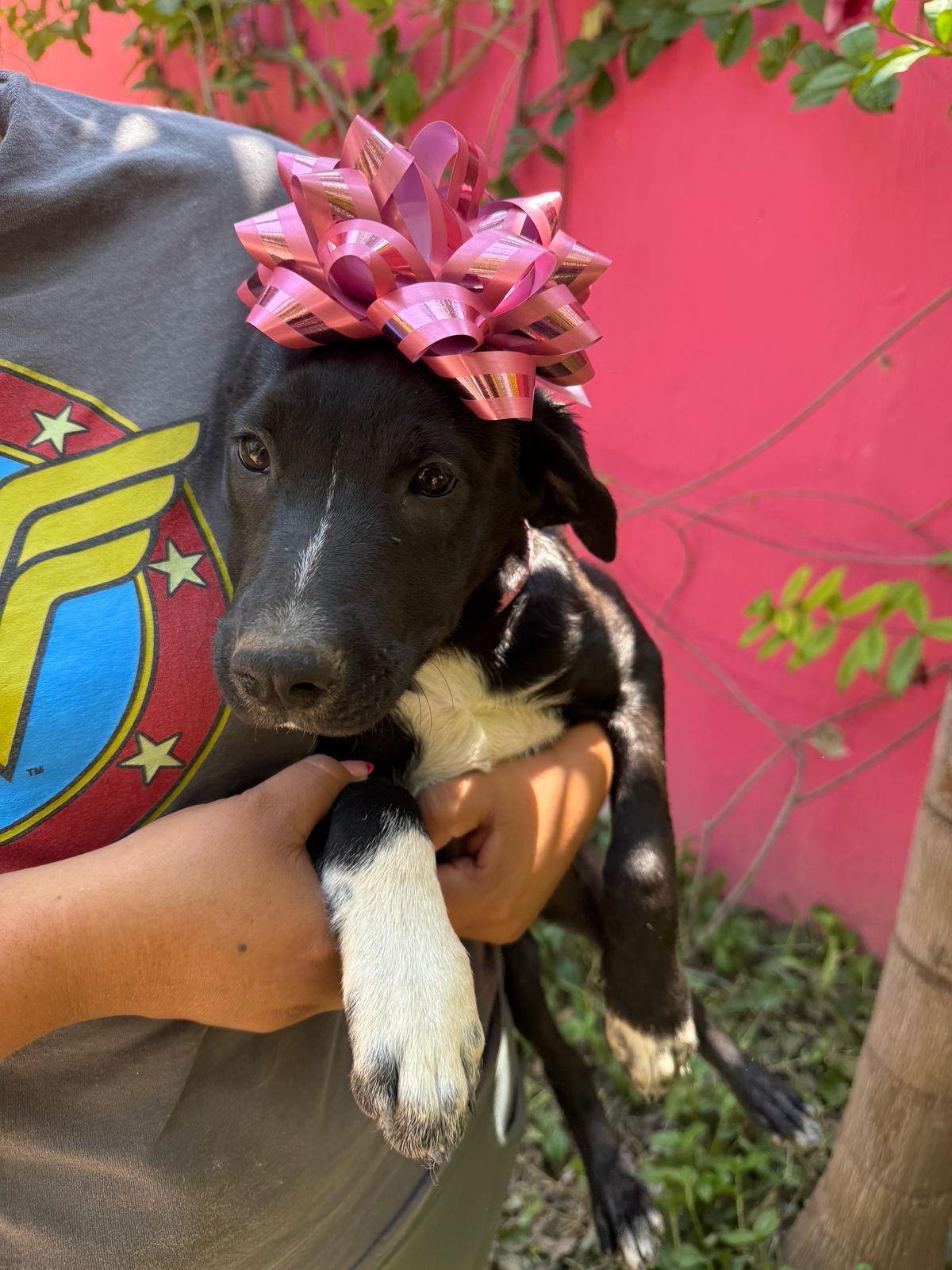 Molly, a ADOPTABLE mixed breed in Sherwood, OR image 5/6