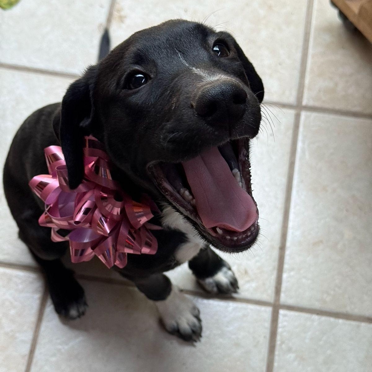 Molly, a ADOPTABLE mixed breed in Sherwood, OR image 2/6
