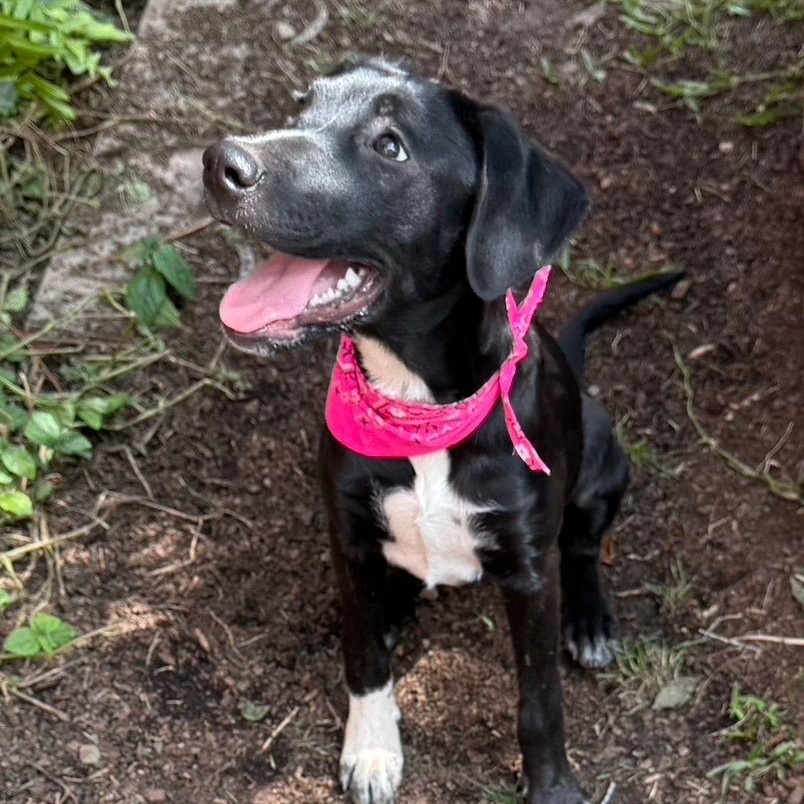 Molly, ADOPTABLE, Puppy Female Labrador Retriever.