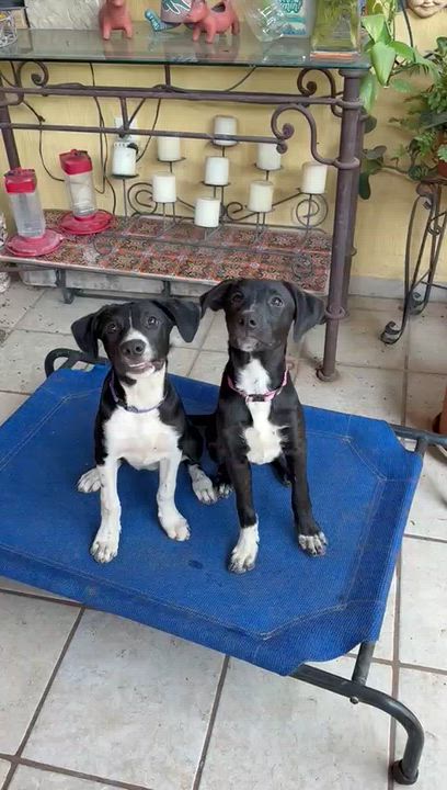 Enlarge Molly, a ADOPTABLE mixed breed in Sherwood, OR video 4/6
