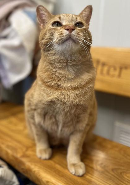 Enlarge Roadie, a Adoptable mixed breed in Humboldt, IA image 1/3