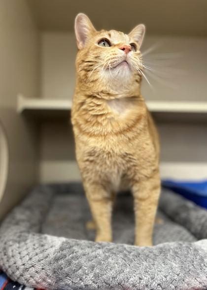 Roadie, Adoptable, Adult Male Domestic Short Hair & Domestic Short Hair.