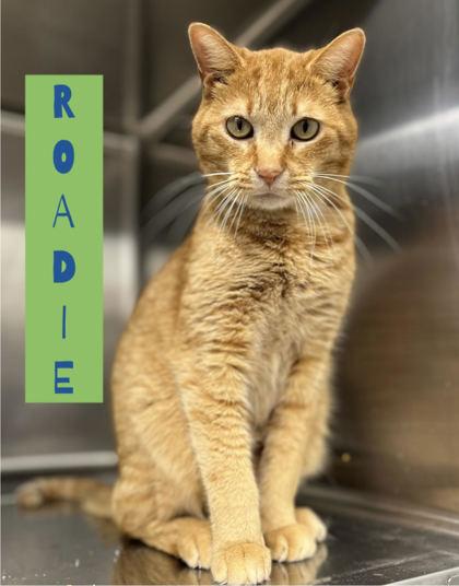 Enlarge Roadie, a Adoptable mixed breed in Humboldt, IA image 2/3