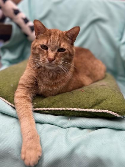 Enlarge Roadie, a Adoptable mixed breed in Humboldt, IA image 3/3