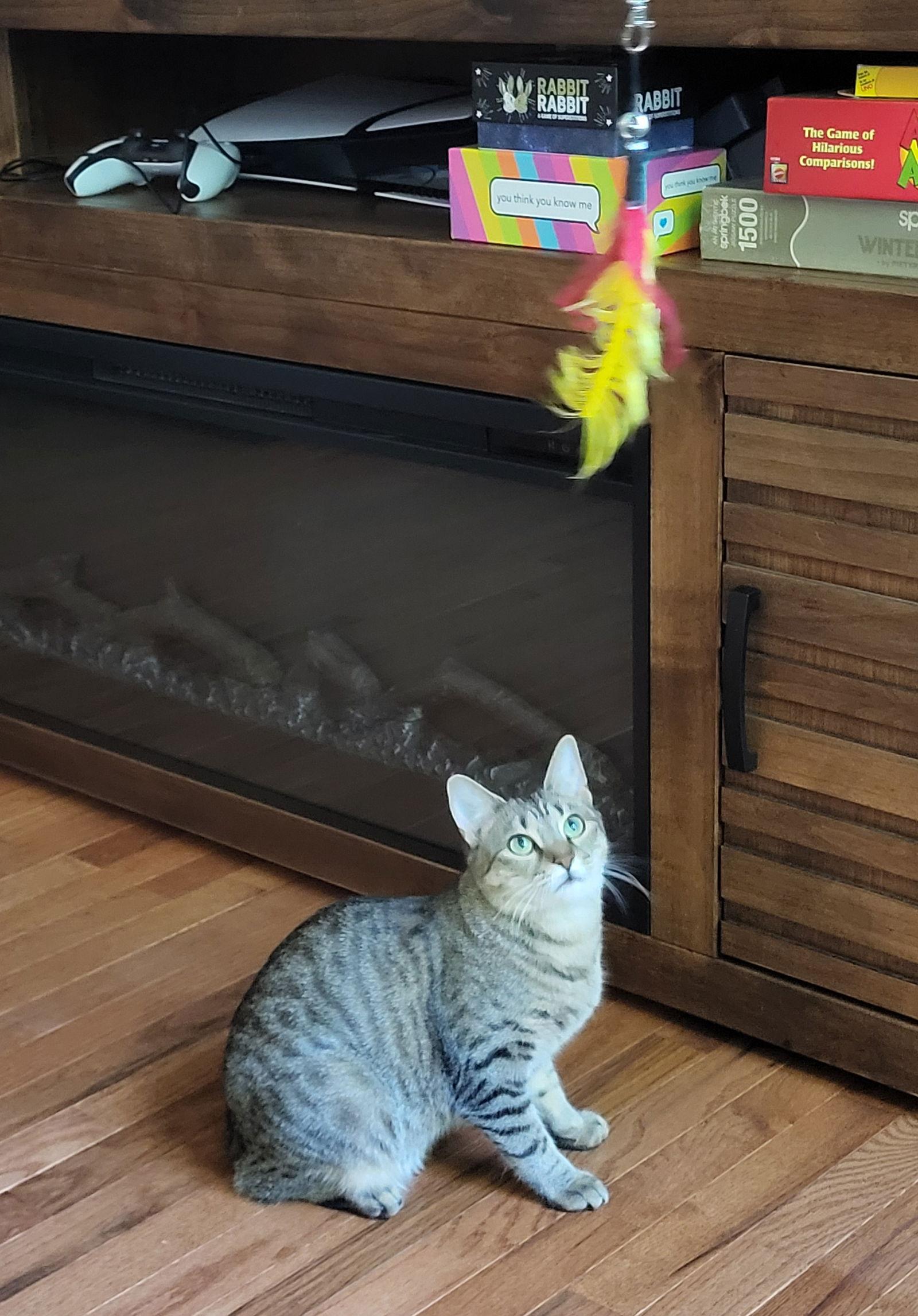 Marny (FCID# 06/24/2025 - 556) C, Adoptable, Young Female Tabby.