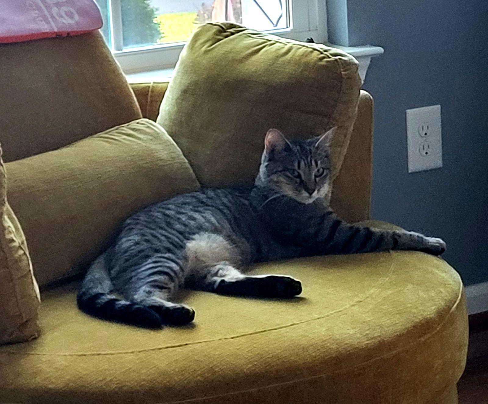 Marny (FCID# 06/24/2025 - 556) C, a Adoptable Tabby in Greenville, DE image 2/3