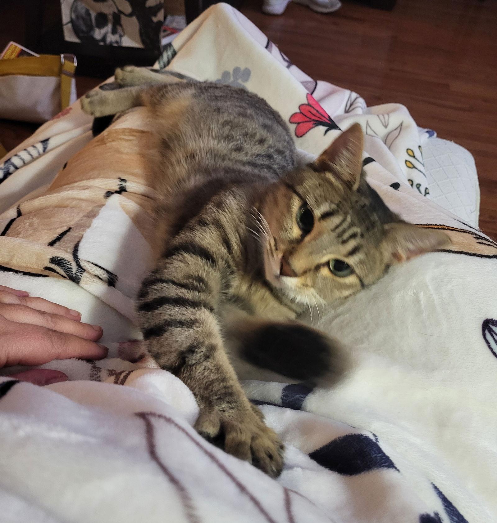 Marny (FCID# 06/24/2025 - 556) C, a Adoptable Tabby in Greenville, DE image 3/3
