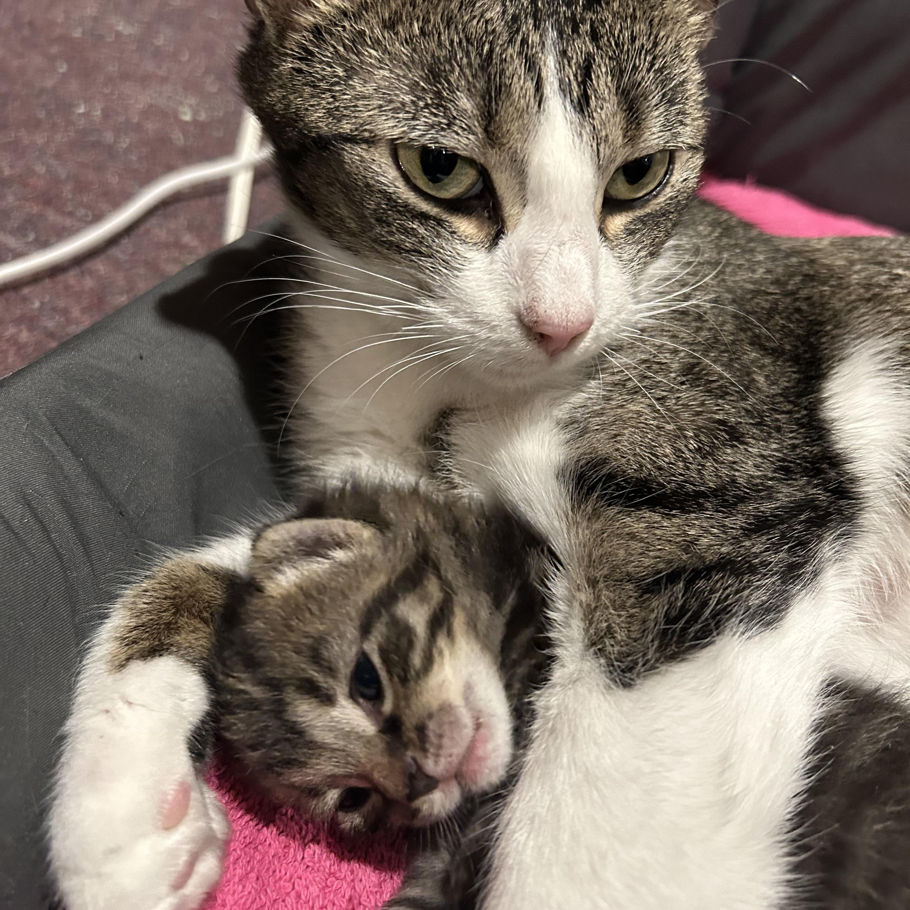 KiKi, a Adoptable Domestic Short Hair in South Euclid, OH image 1/5