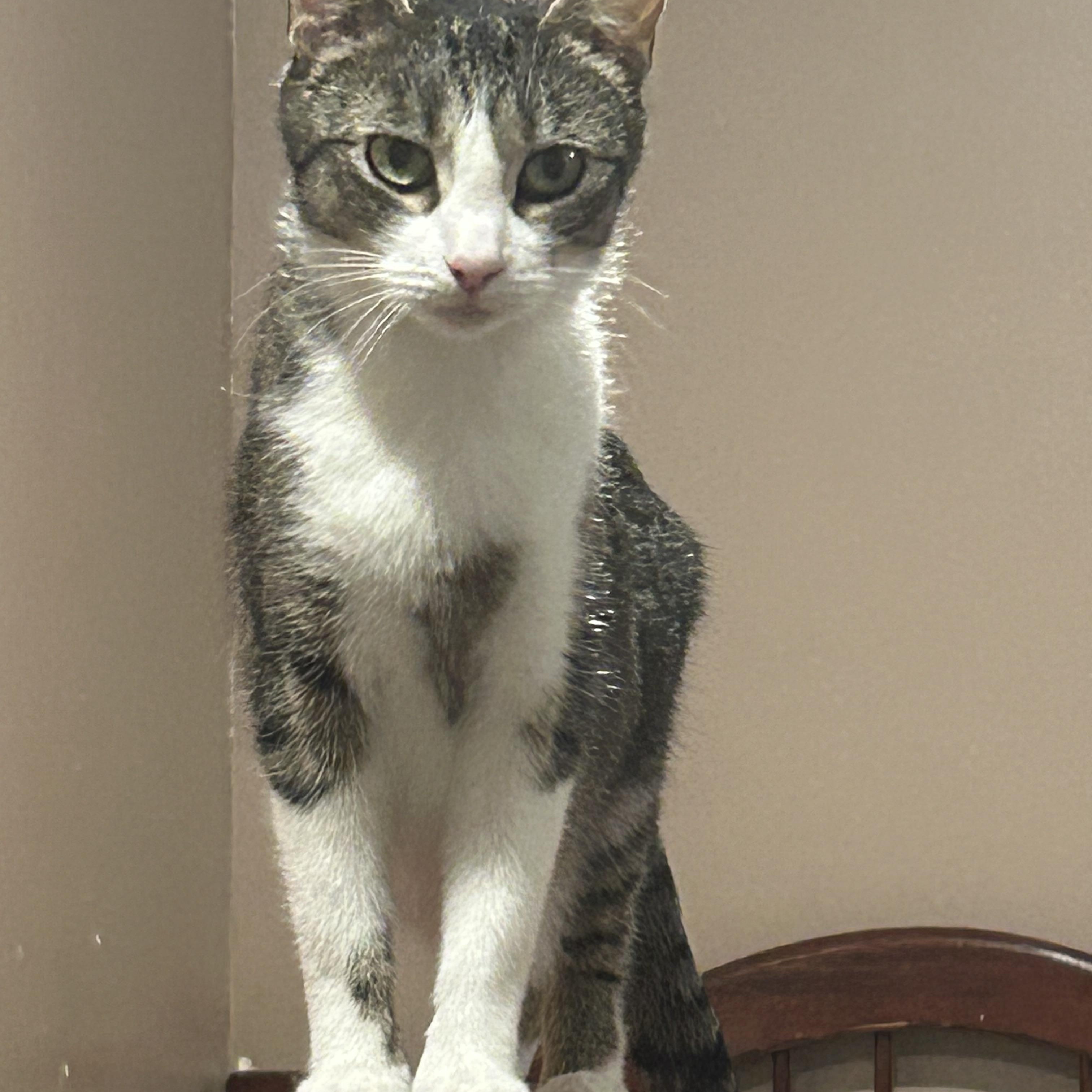 KiKi, a Adoptable Domestic Short Hair in South Euclid, OH image 2/5