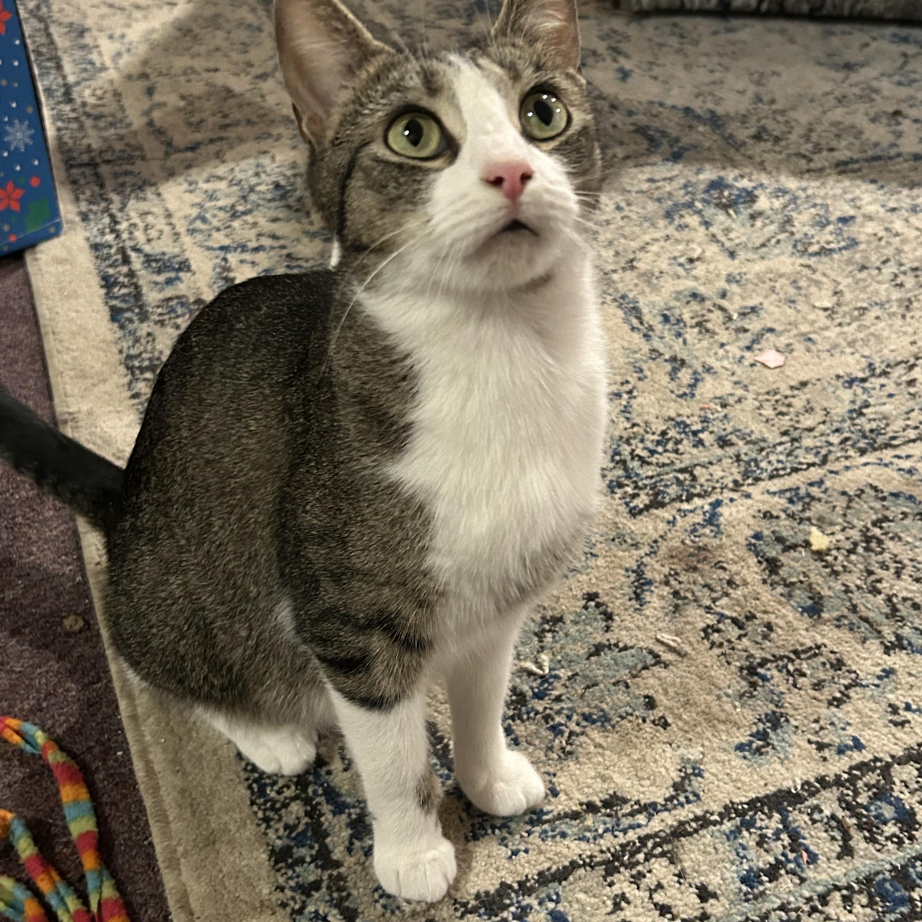 KiKi, a Adoptable Domestic Short Hair in South Euclid, OH image 3/5