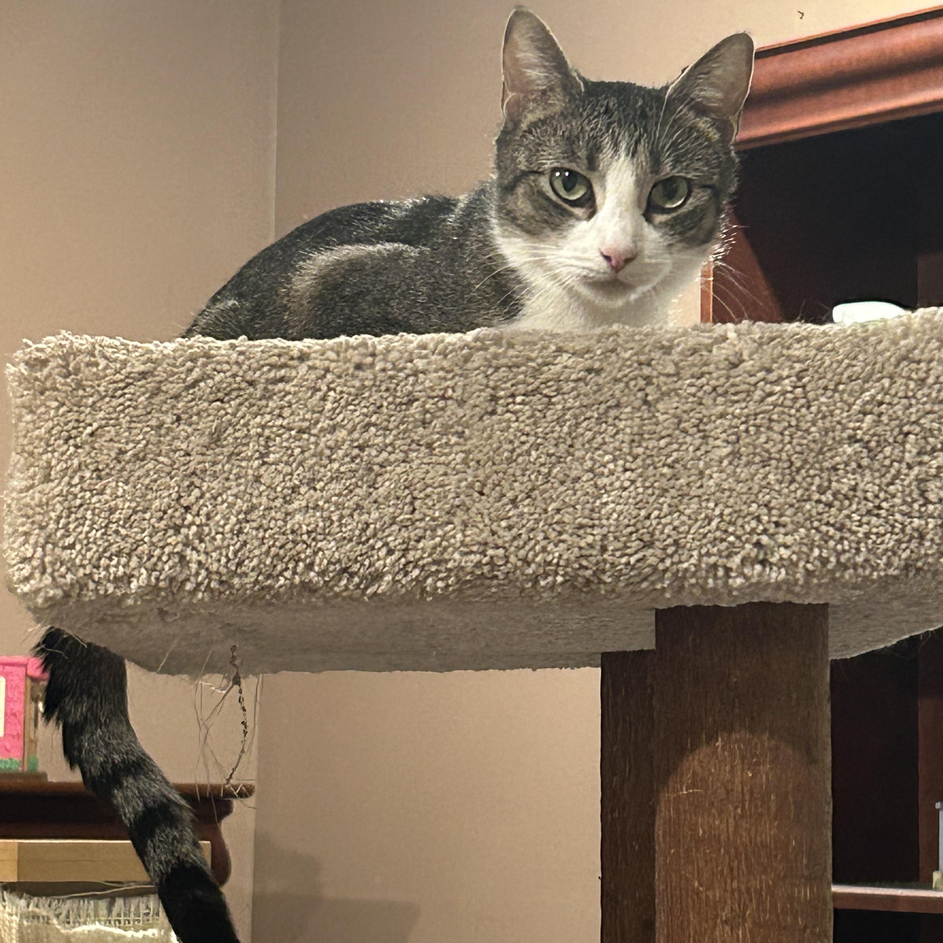 KiKi, a Adoptable Domestic Short Hair in South Euclid, OH image 4/5