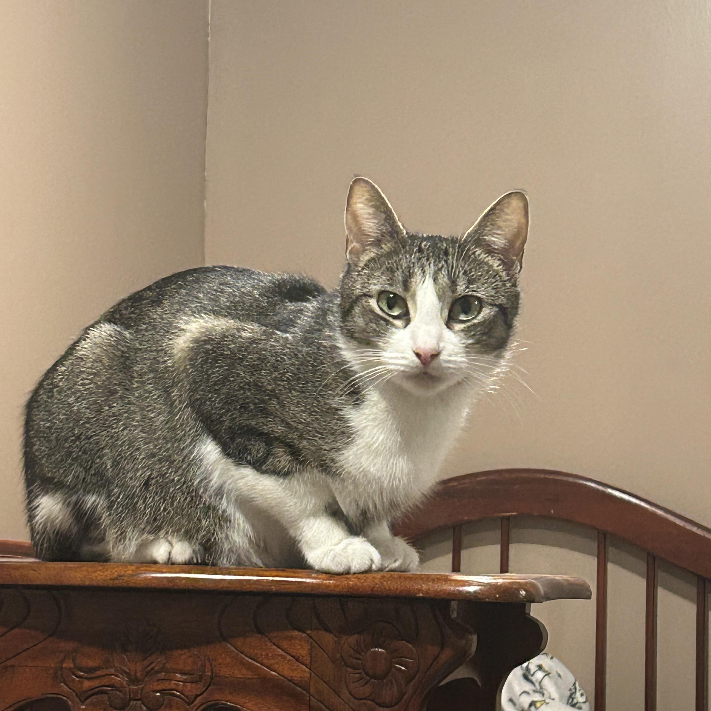 KiKi, a Adoptable Domestic Short Hair in South Euclid, OH image 5/5