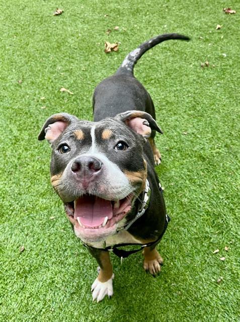 COLA, Adoptable, Young Female Pit Bull Terrier.