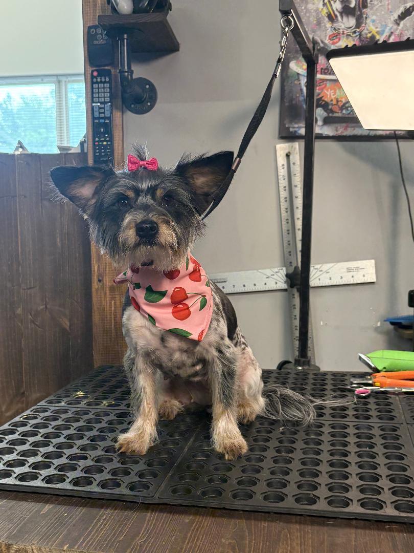 Enlarge Precious and Sunny, an adopted mixed breed in Louisville, KY image 2/5