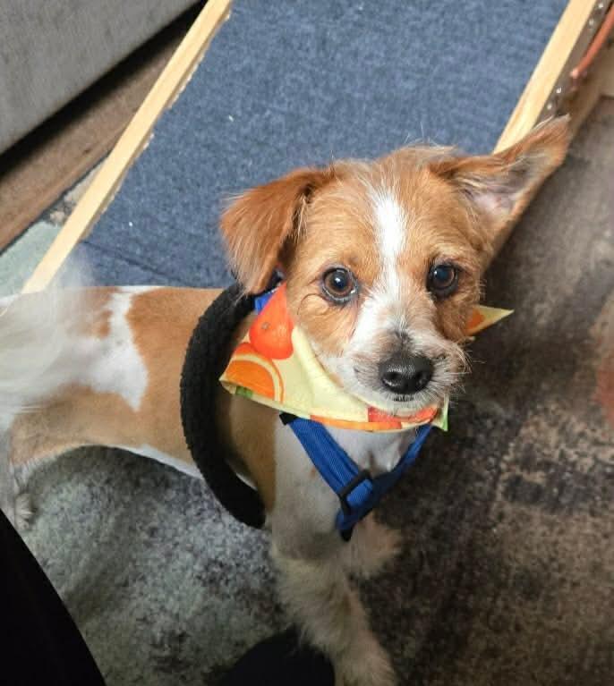 Enlarge Precious and Sunny, an adopted mixed breed in Louisville, KY image 5/5