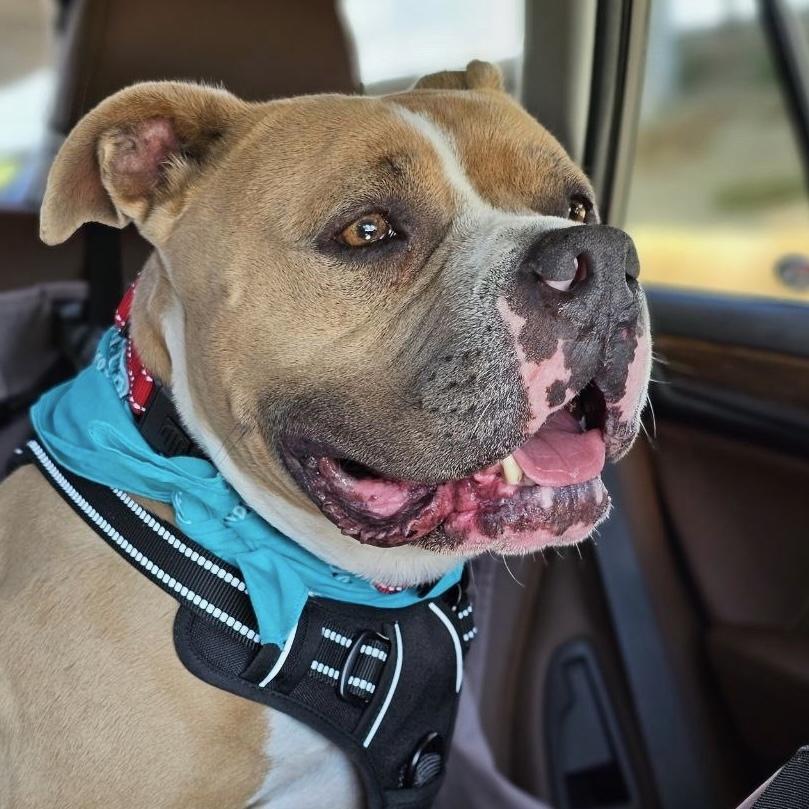 Minnie, a Adopted Pit Bull Terrier in Long Beach, CA image 3/3