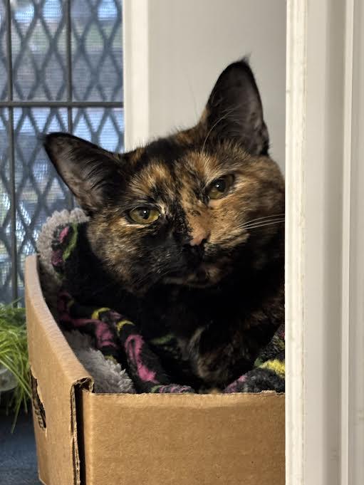 Stella Blue, Adoptable, Adult Female Tortoiseshell.