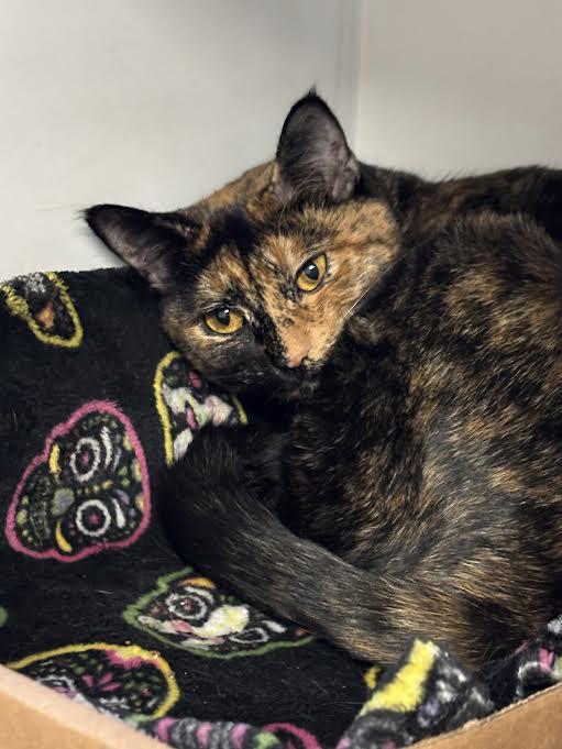 Enlarge Stella Blue, a Adoptable Tortoiseshell in Marblehead, MA image 2/2