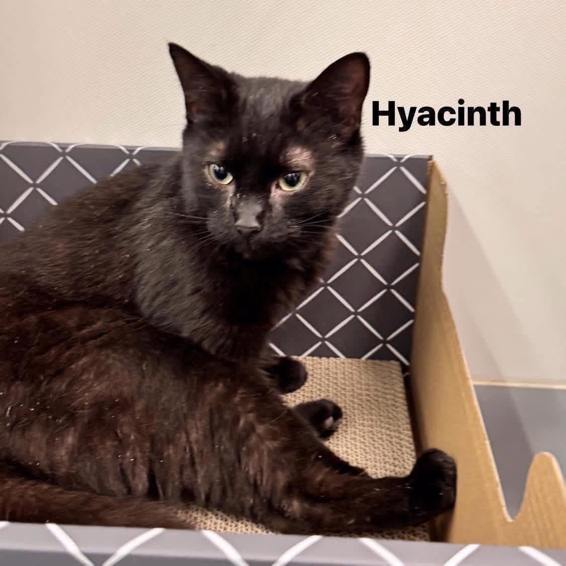 Hyacinth, adoptable, Young Female Domestic Short Hair.