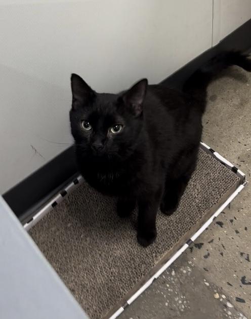 Hyacinth, Adoptable, Young Female Domestic Short Hair.