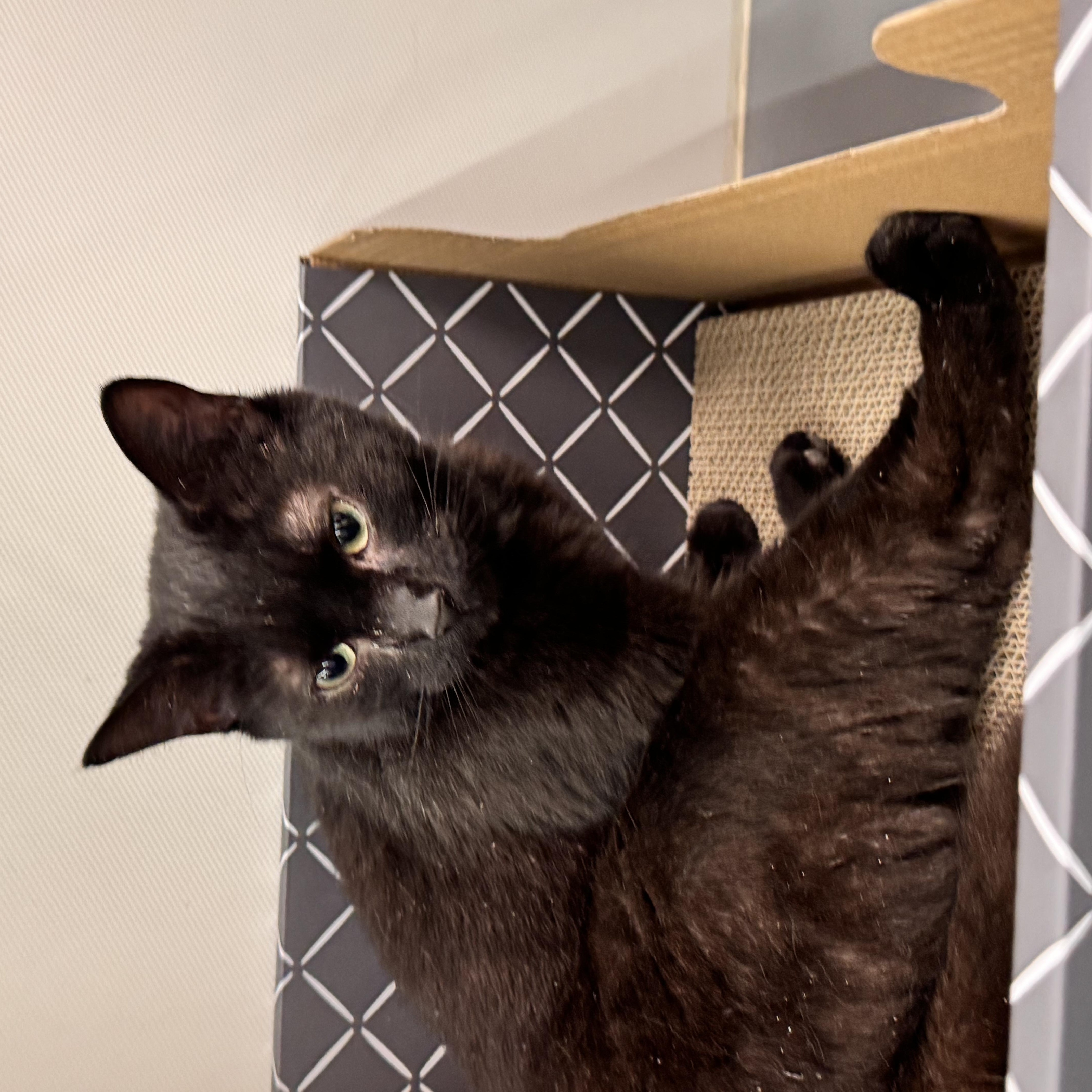 Hyacinth, a Adoptable Domestic Short Hair in staten island, NY image 2/2