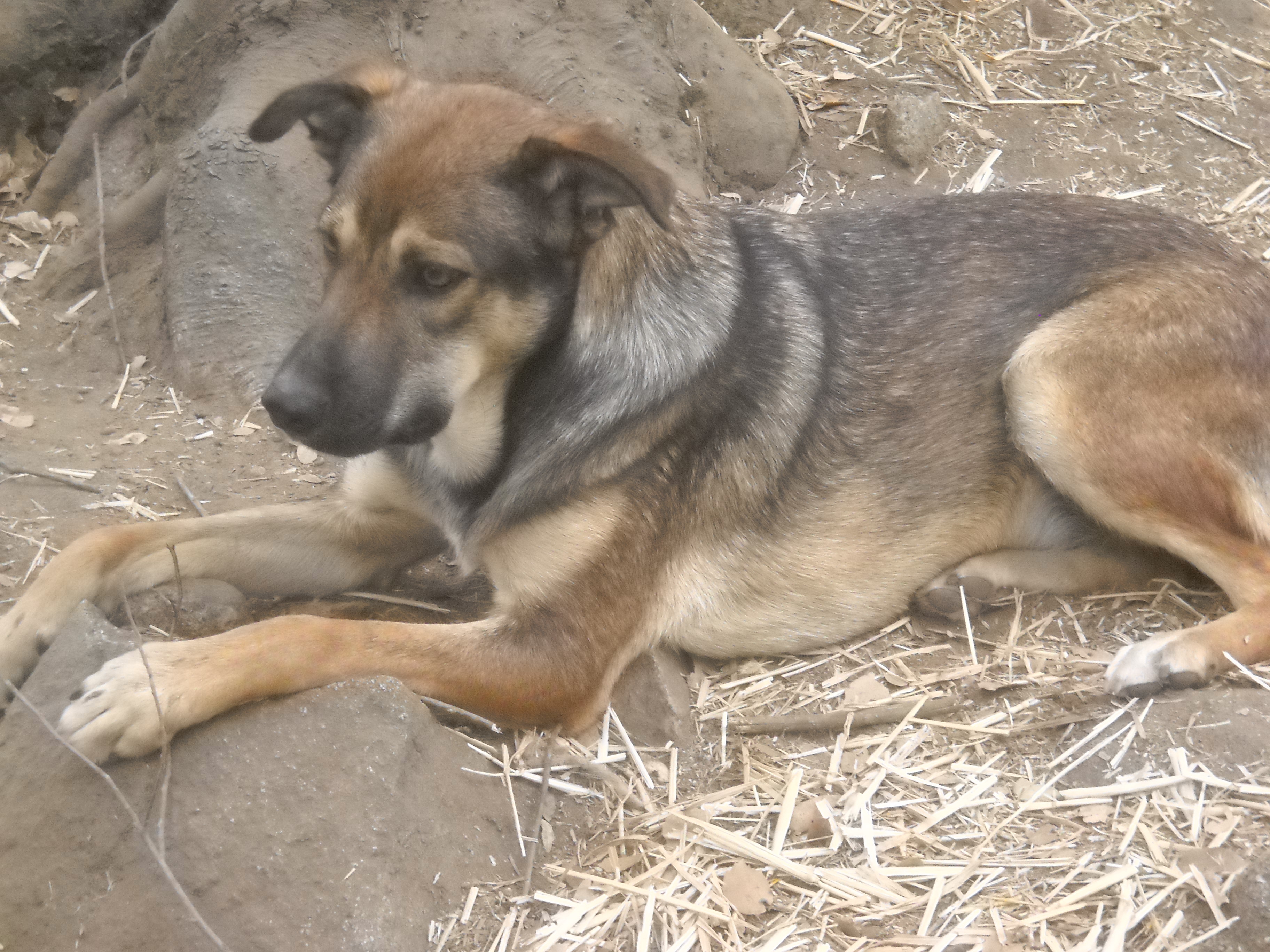 Dina German Shep or mix - Female  California, Adoptable, Young Female German Shepherd Dog.
