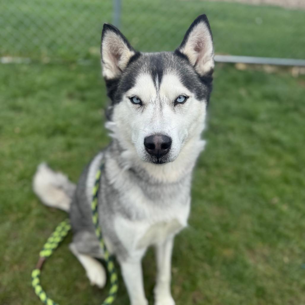 Prairie, Adoptable, Adult Female Husky.