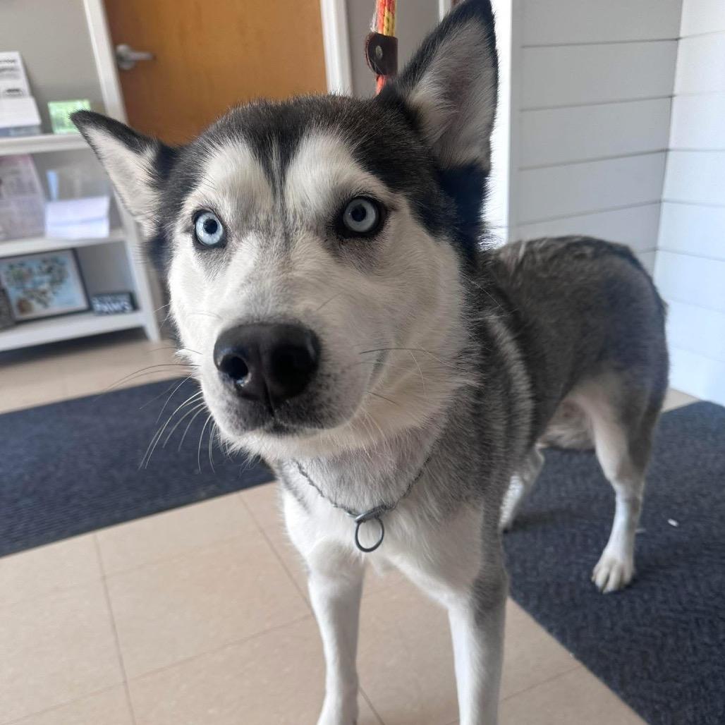 Enlarge Prairie, a Adoptable Husky in Canton, IL image 2/6