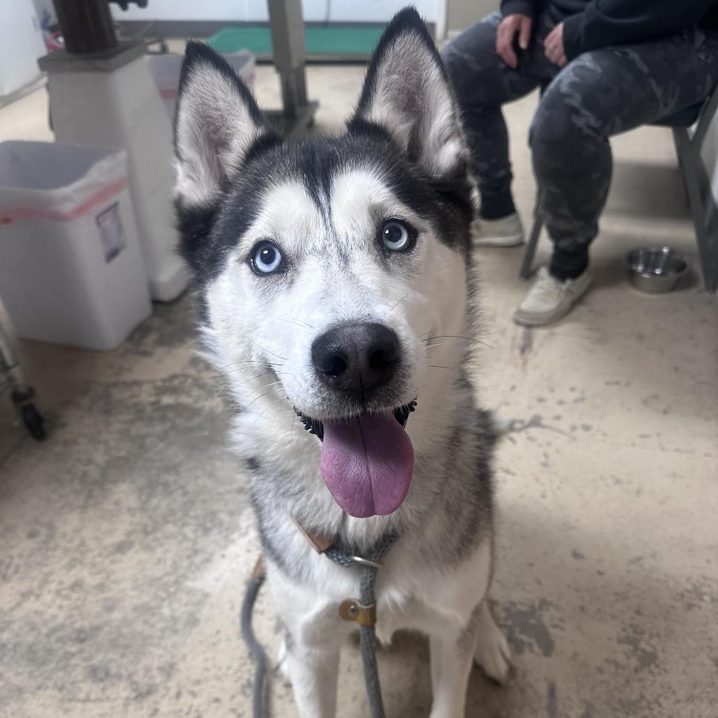 Enlarge Prairie, a Adoptable Husky in Canton, IL image 3/6