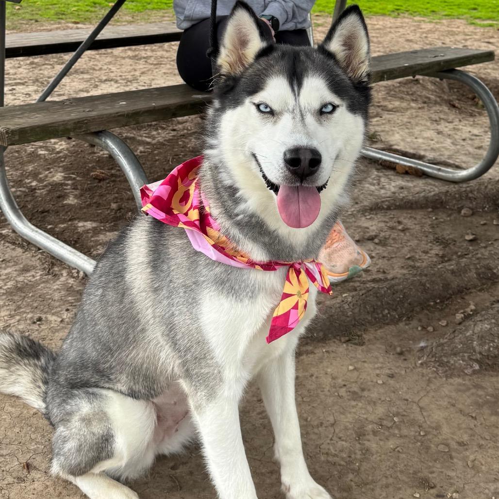 Enlarge Prairie, a Adoptable Husky in Canton, IL image 4/6