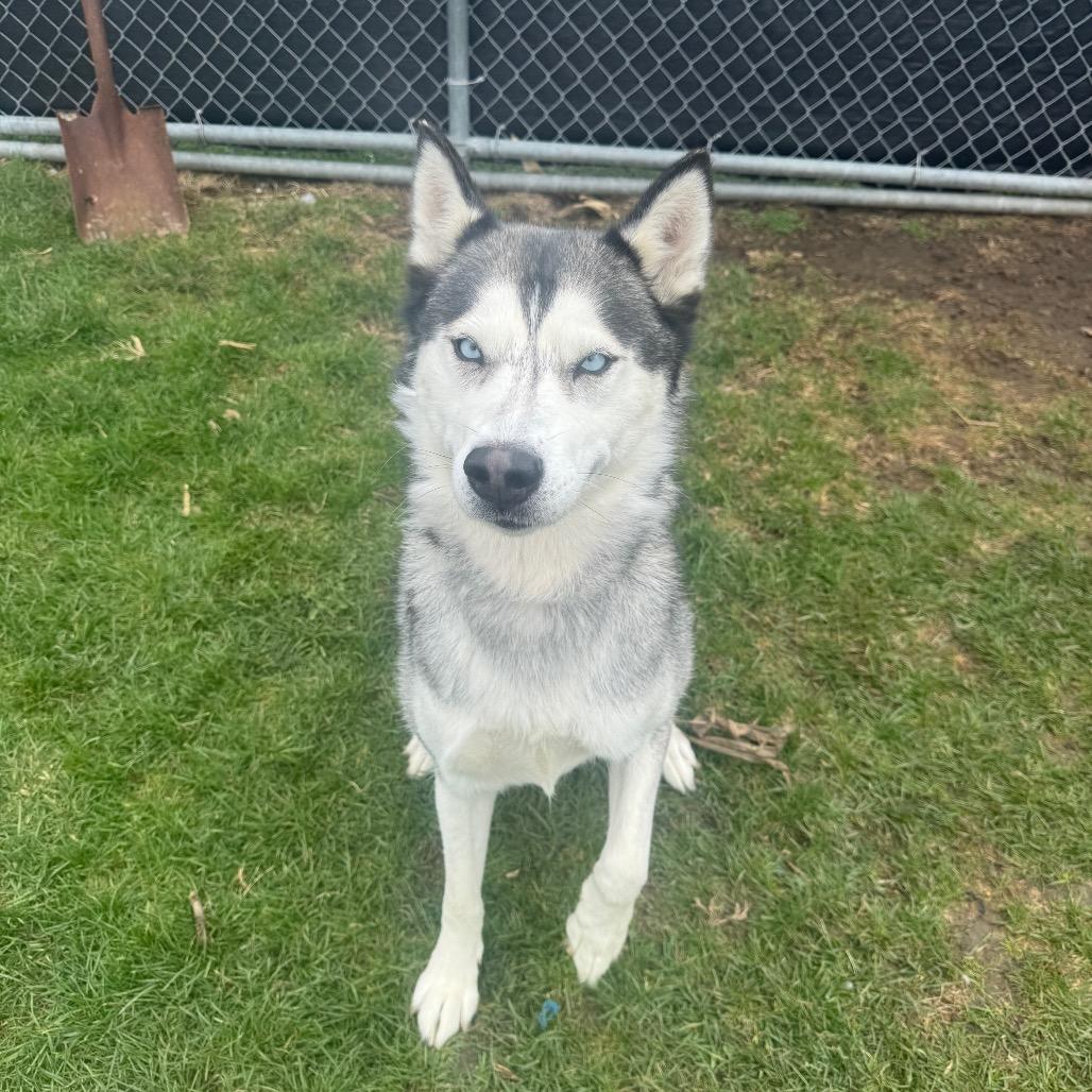 Enlarge Prairie, a Adoptable Husky in Canton, IL image 5/6