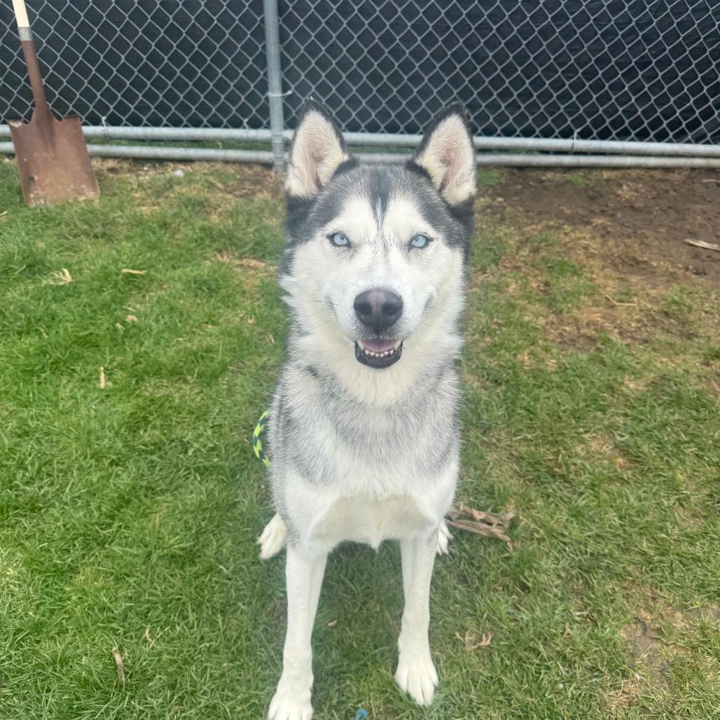 Enlarge Prairie, a Adoptable Husky in Canton, IL image 6/6