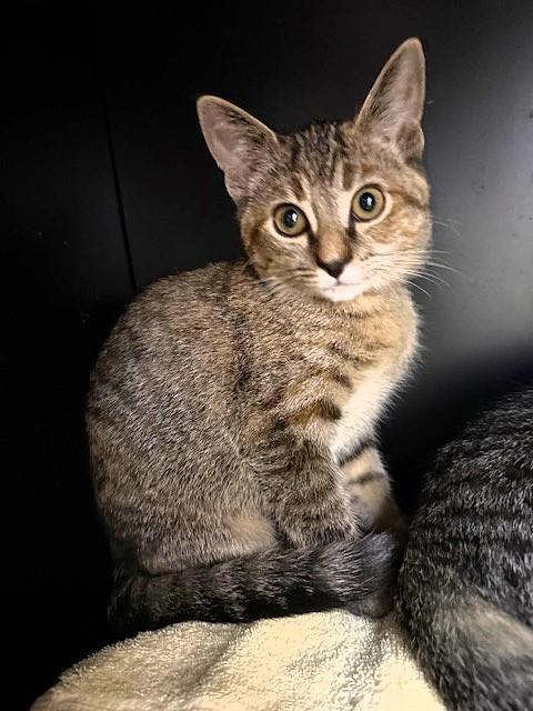 Enlarge Darcy, a Adoptable Domestic Short Hair in Medina, OH image 2/2