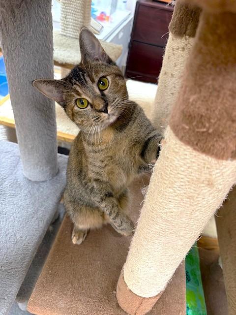 Darcy, Adoptable, Young Female Domestic Short Hair.