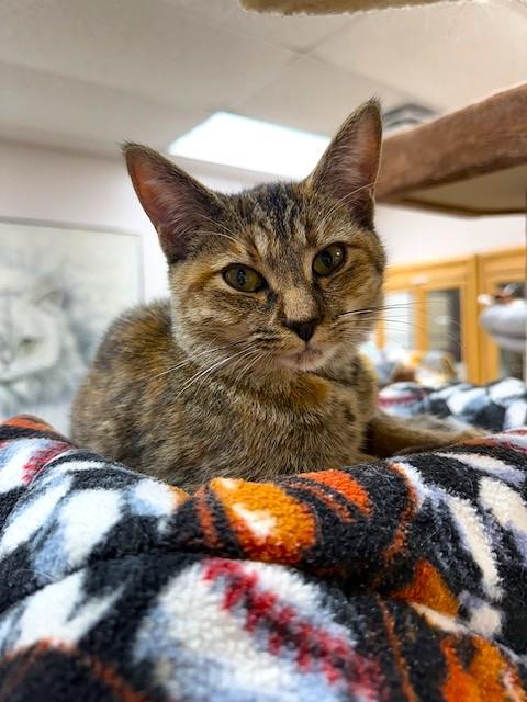 Enlarge Darcy, a Adoptable Domestic Short Hair in Medina, OH image 1/2