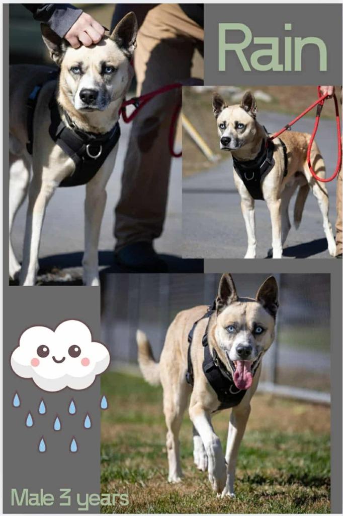Rain, Adoptable, Adult Male Husky & Mixed Breed.