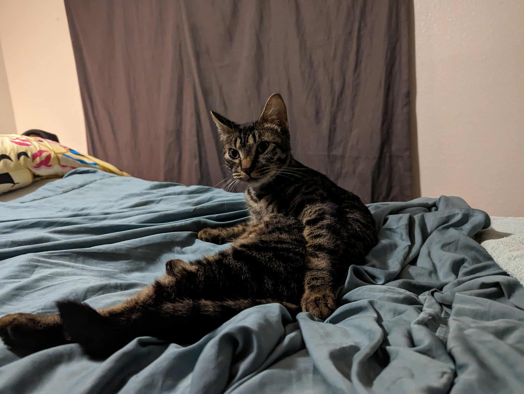 Willow, a Adoptable Domestic Short Hair in Tacoma, WA image 2/6