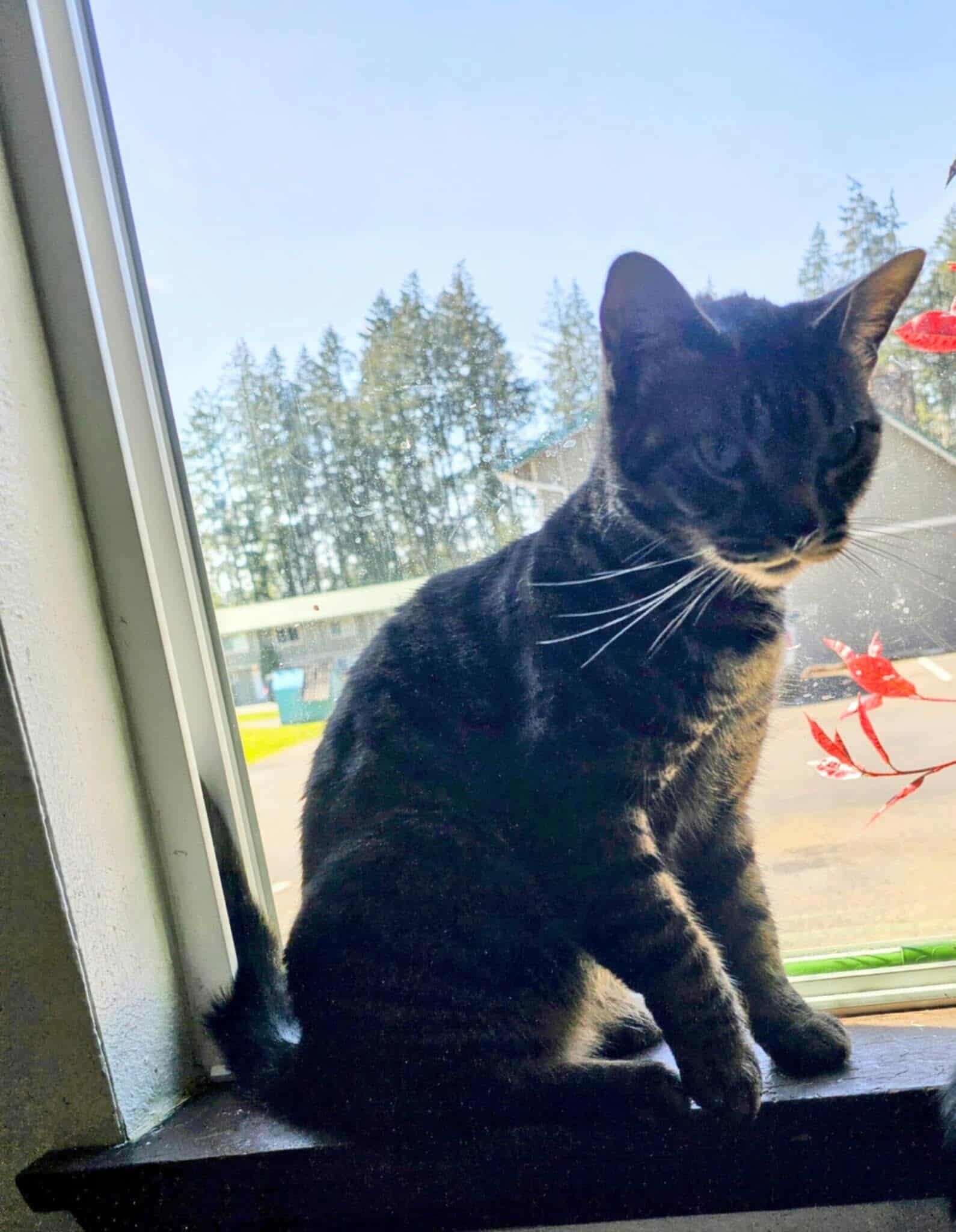 Willow, a Adoptable Domestic Short Hair in Tacoma, WA image 3/6