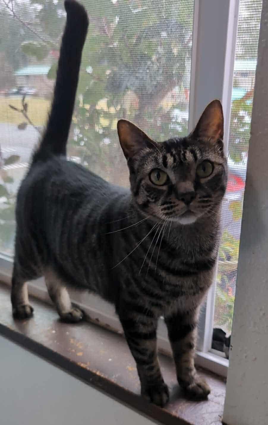 Willow, Adoptable, Adult Female Domestic Short Hair.