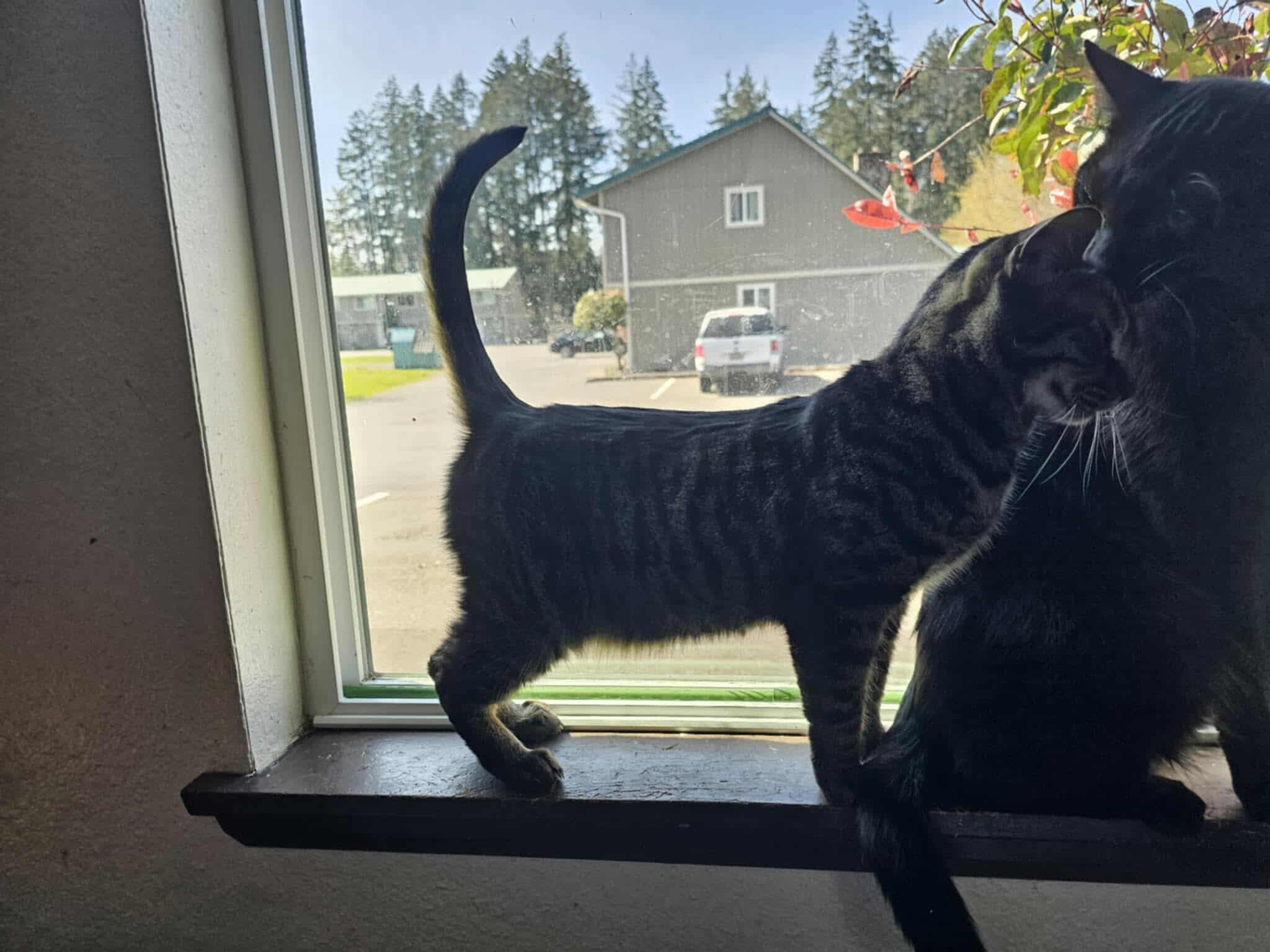 Willow, a Adoptable Domestic Short Hair in Tacoma, WA image 4/6