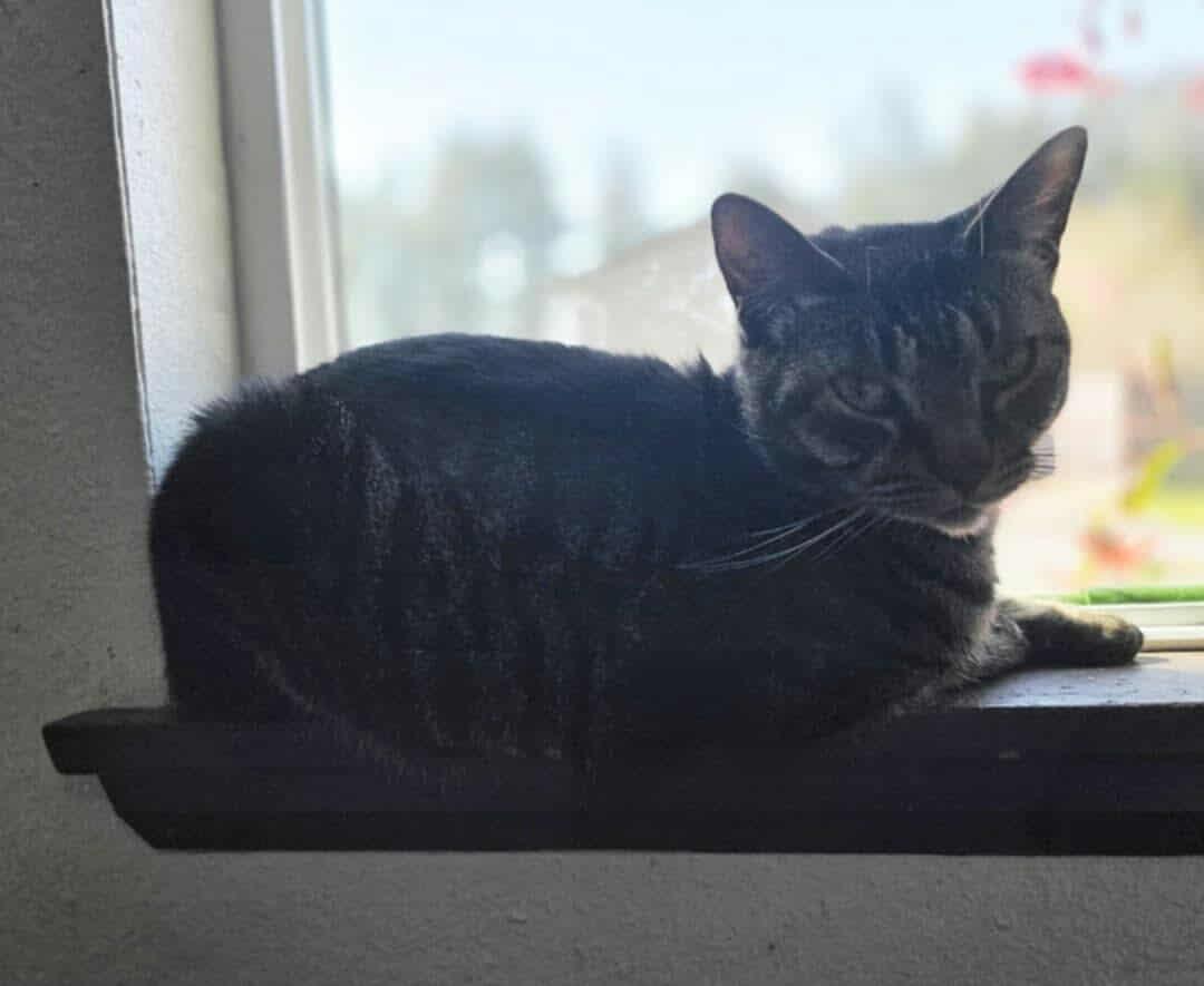 Willow, a Adoptable Domestic Short Hair in Tacoma, WA image 5/6