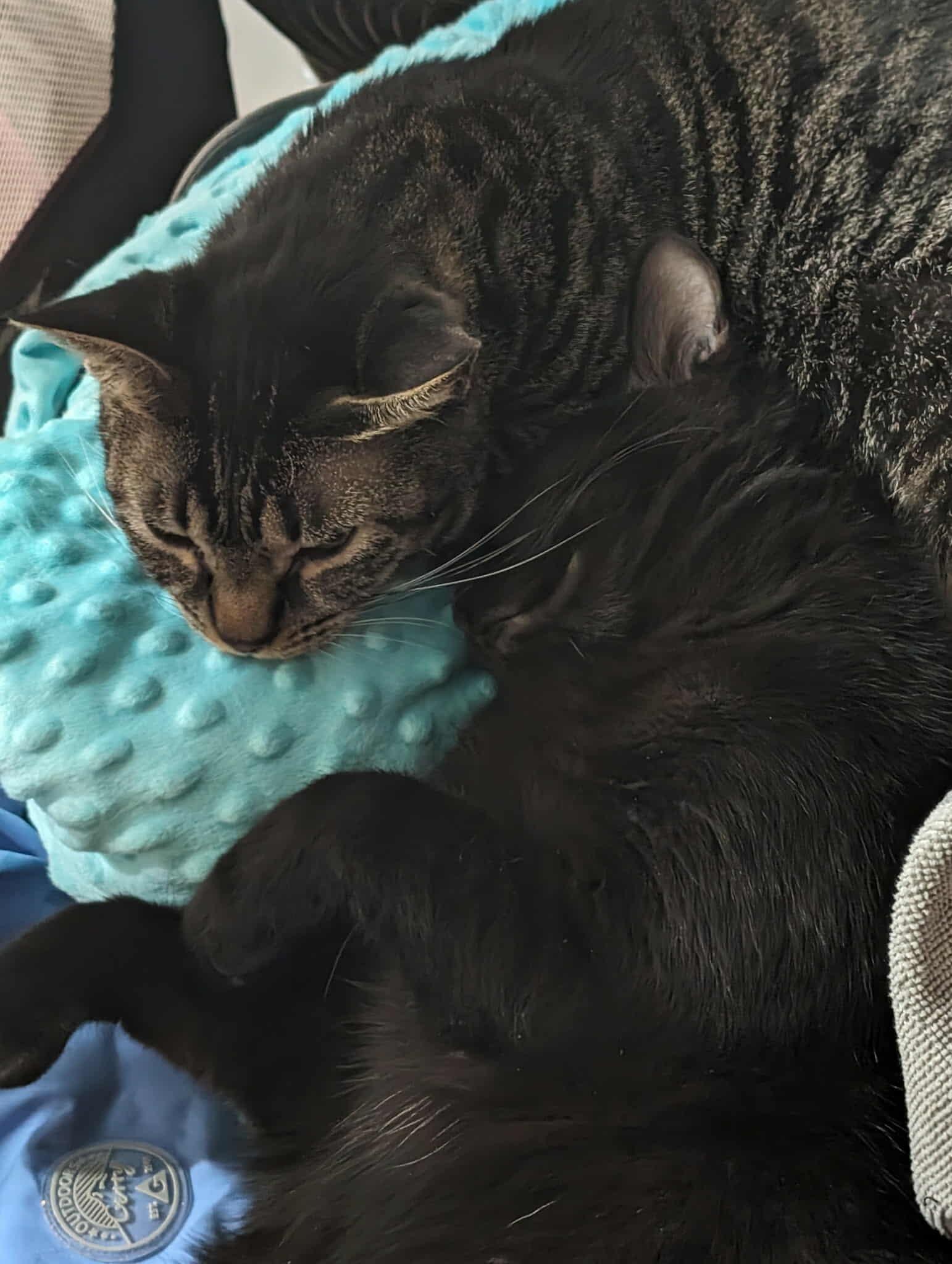 Willow, a Adoptable Domestic Short Hair in Tacoma, WA image 6/6